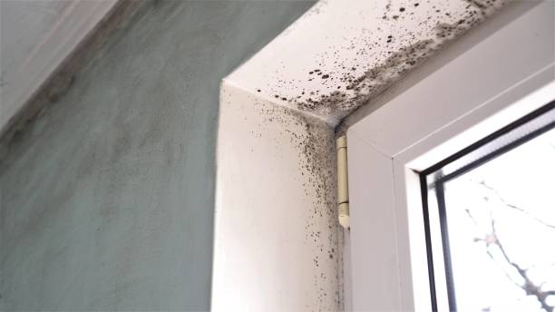 Best Same-Day Mold Removal  in Oakwood, IL