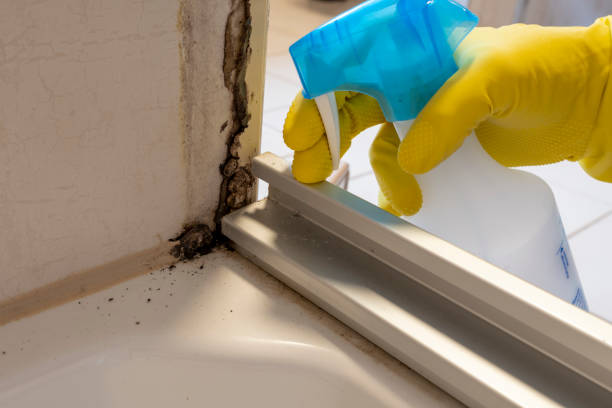 Best Mold Testing  in Oakwood, IL