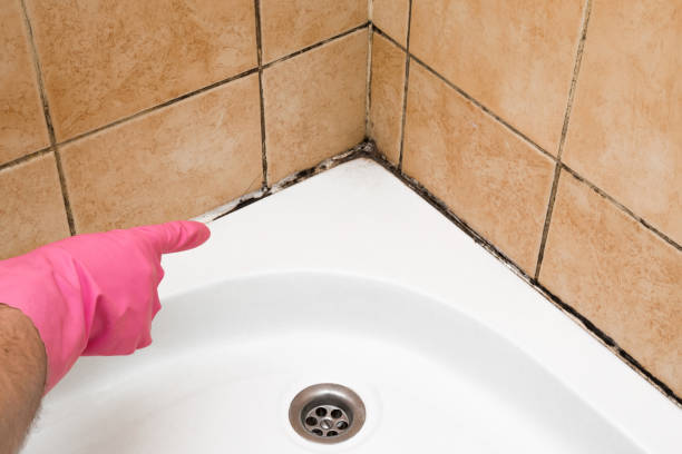 Best Black Mold Removal  in Oakwood, IL